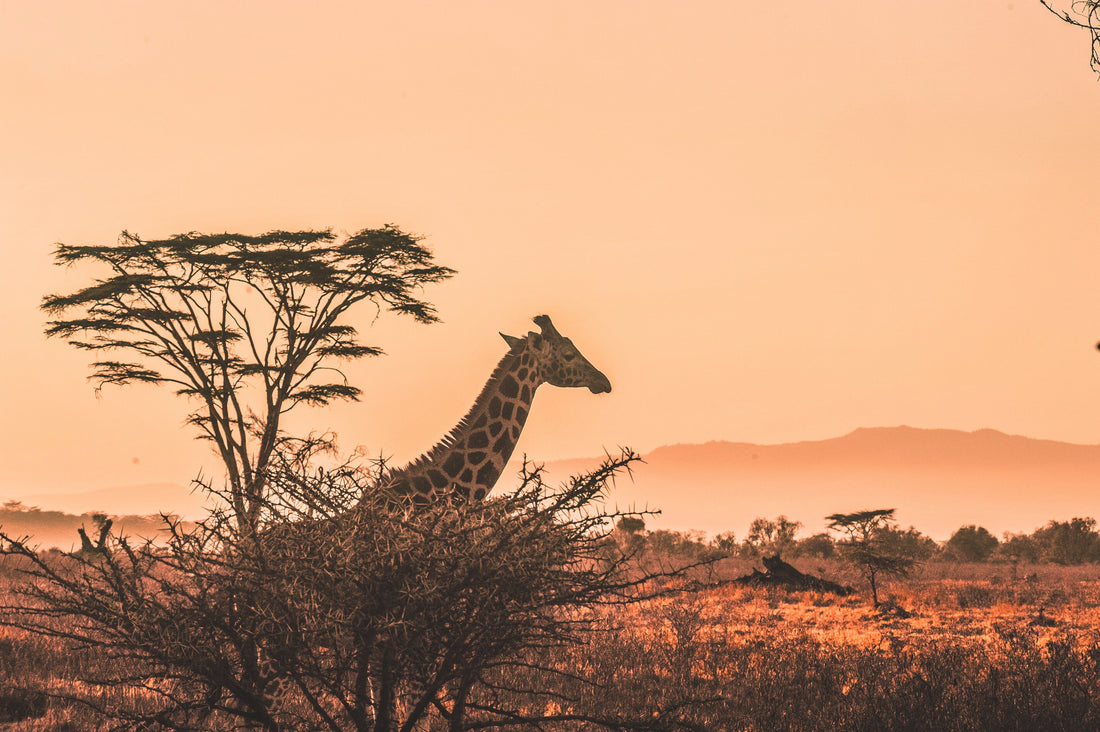 Planning Your First Trip to South Africa: What You Need to Know
