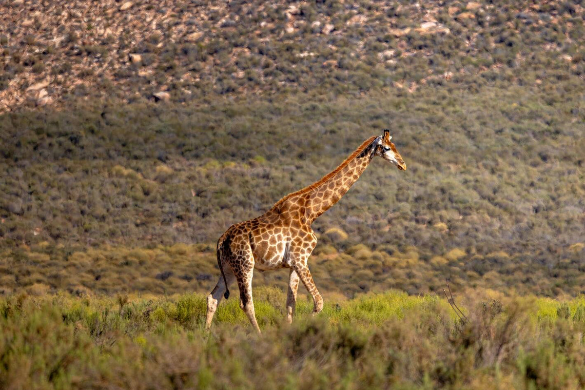 Aquila Day Safari