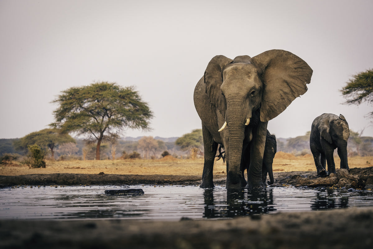 Pilanesberg Day Safari