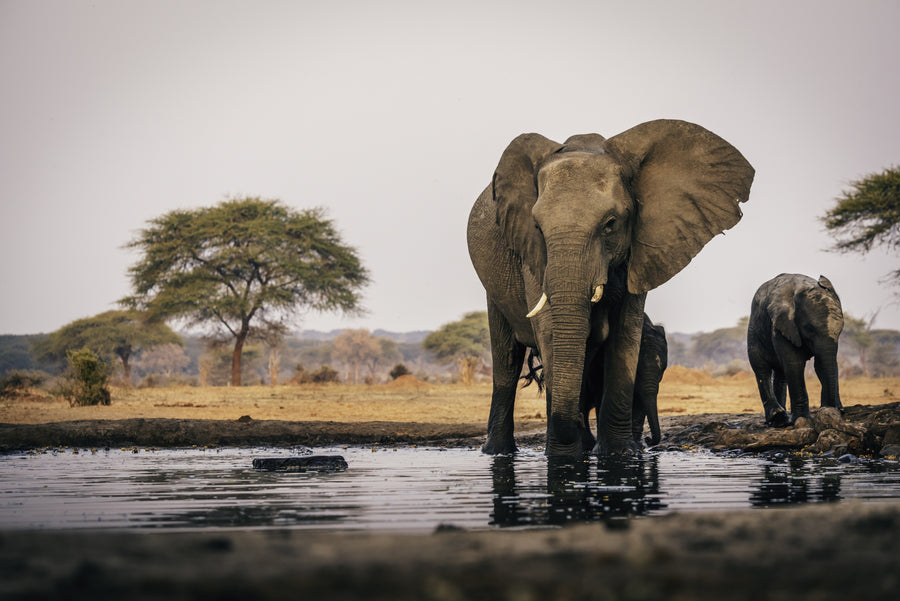Safari à la journée au Pilanesberg