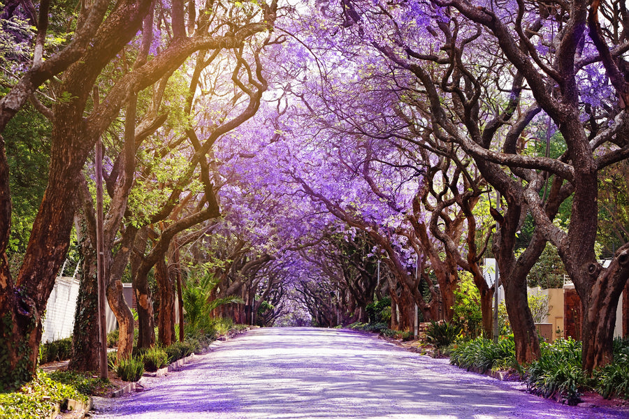 Pretoria & Cullinan Mine Tour