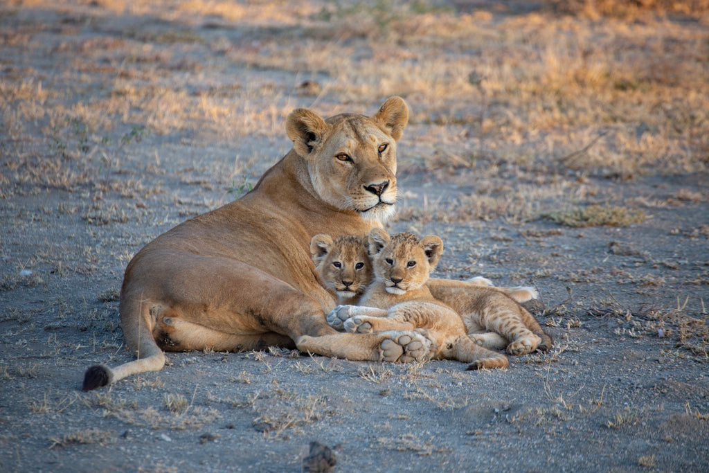 Wonders of Southern Africa: South Africa, Victoria Falls & Botswana