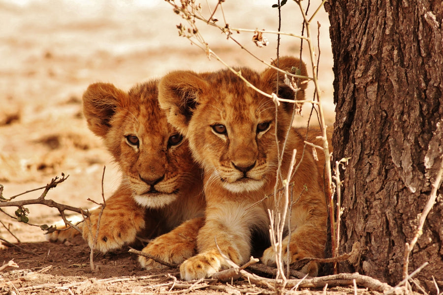 Lesedi Village and Lion & Safari Park