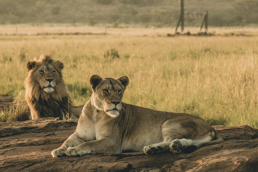 Lion & Safari Park