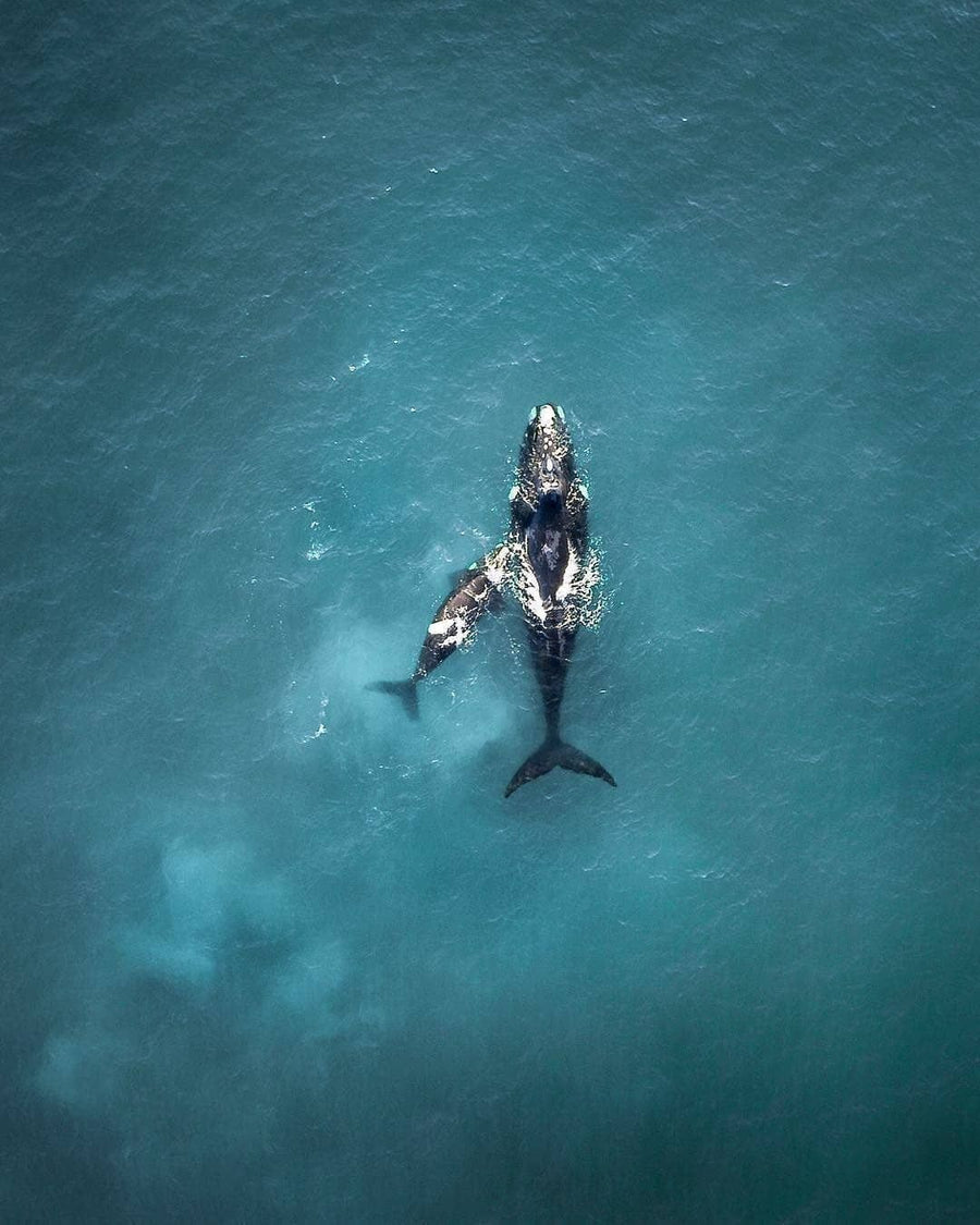 Route des baleines