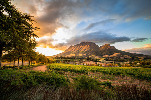 Cape Winelands