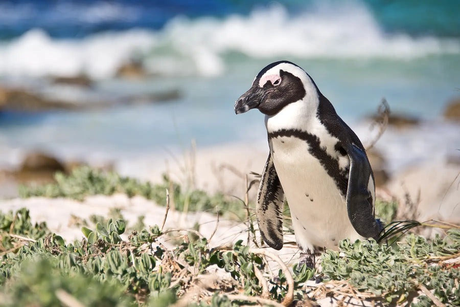 Cape Peninsula and Cape of Good Hope