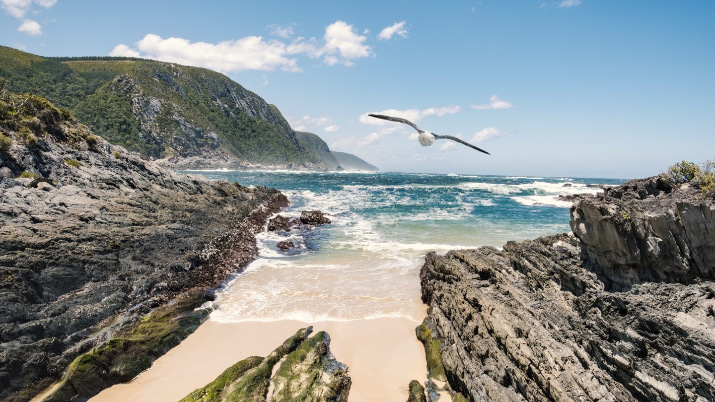 Wild landscape of Tsitsikamma national park near storms river suspension bridge with seagull flying through the scene.