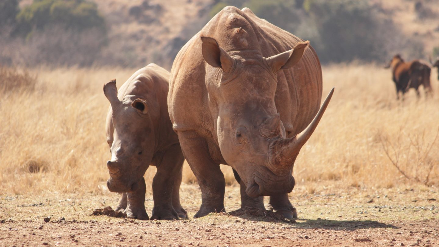 PILANESBERG SAFARI ADVENTURE_Front pic