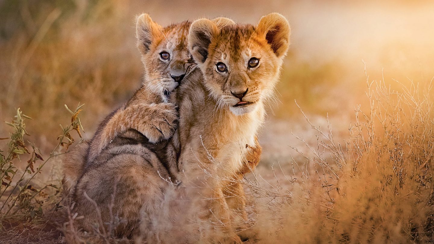 lion cubs playing in the savannah